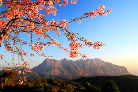 特写的野生喜马拉雅樱桃树 李属樱野，Doi 路