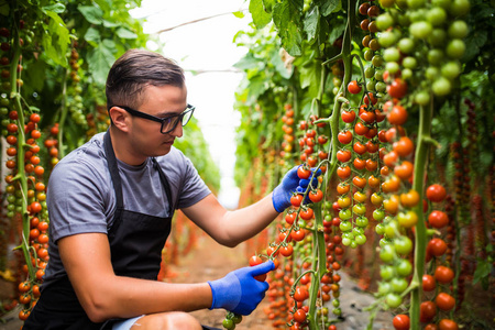 年轻男性男子检查在家庭农业商业温室樱桃番茄