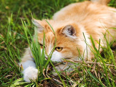 草地上嬉戏的红色小猫