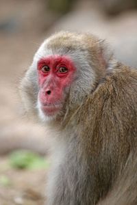 日本猕猴脸