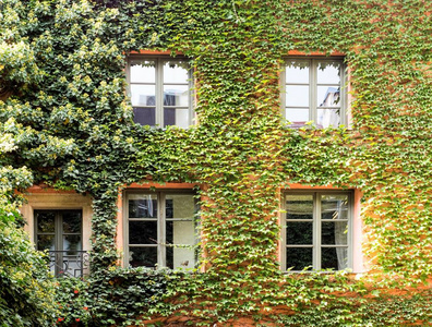 绿色建筑。建筑的立面上的野生葡萄。Windows