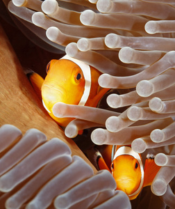 两个小丑 anemonefish