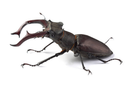 锹虫 lucanus 鹿 上白色孤立