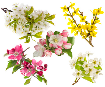 苹果和梨树 樱桃树枝开花。春天的花朵
