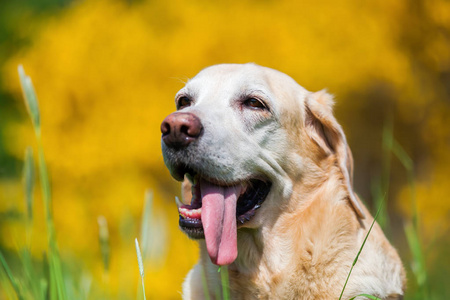 头像的旧的拉布拉多犬