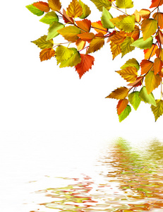 秋天的落叶，孤立的白色背景上的白桦林