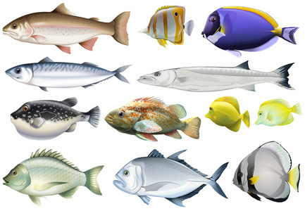 不同种类的海洋鱼