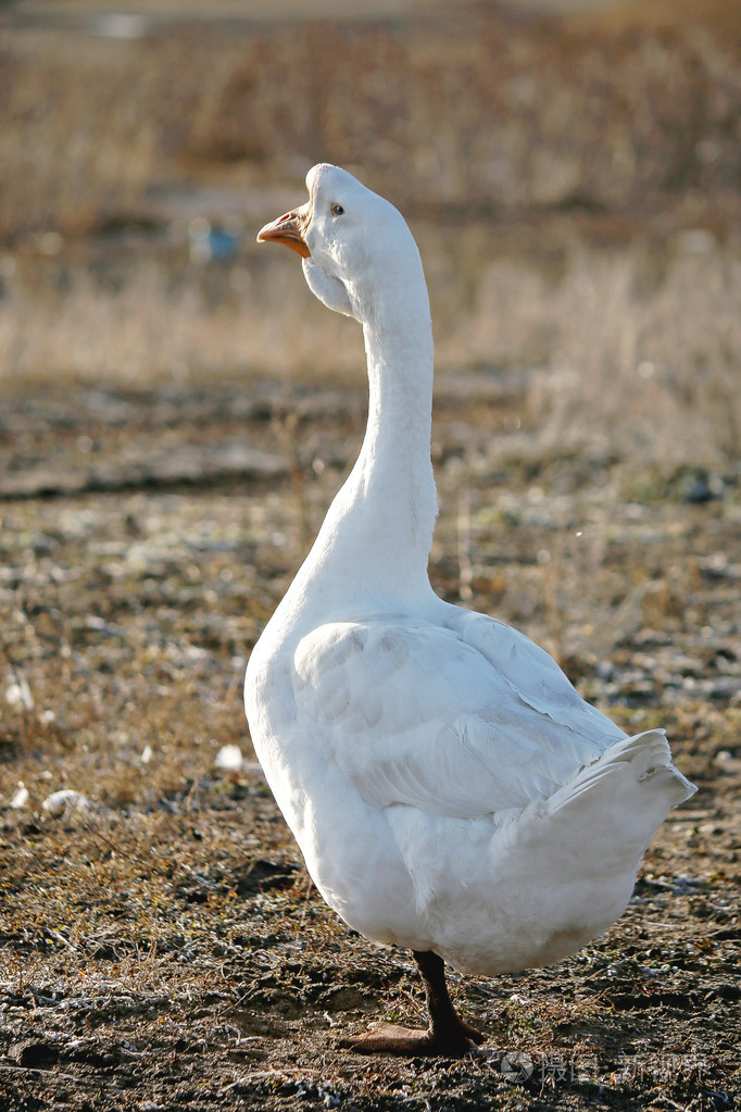 鹅照片-正版商用图片0cyob5-摄图新视界