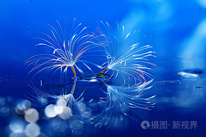 干蒲公英降落伞种子在浅蓝色背景.夏日自然壁纸