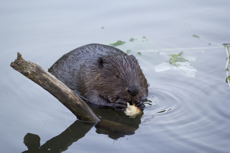 池塘里的海狸吃一块面包