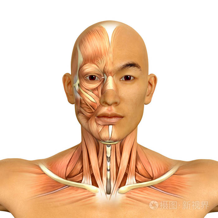 3d的亚洲男模面部和颈部肌肉解剖