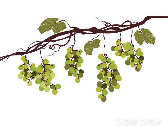 sstylized 图形图象的藤蔓植物,有粉色葡萄