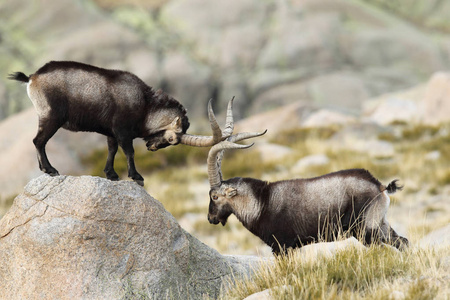 西班牙 ibex 交配季节