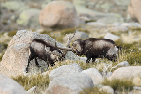 西班牙 ibex 交配季节