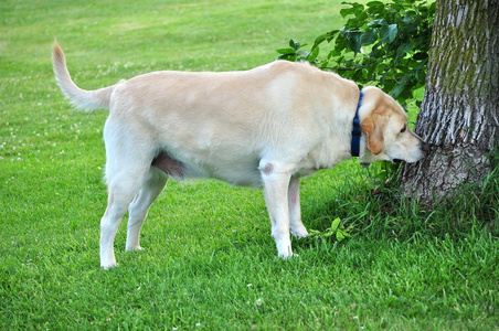 猎犬嗅一棵树