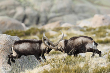 西班牙 ibex 交配季节