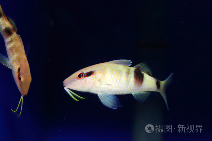 日本的多巴山羊鱼多叶