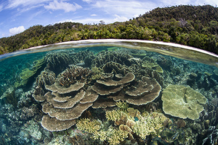 浅海珊瑚在 Raja Ampat，印度尼西亚