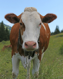 牛在山草甸放牧