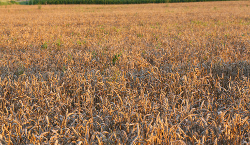 夏季田间小麦的背景