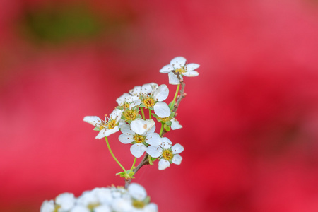 白色的花