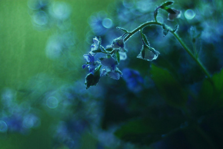 亮丽鲜艳的花朵