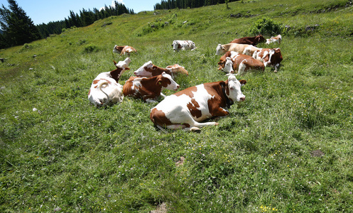 在山上的草地放牧的奶牛