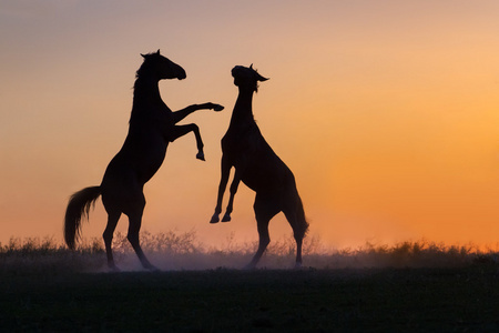 两个马的抚养插画