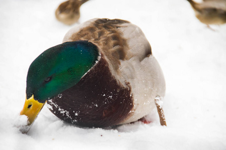 鸭对雪和雪背景模糊