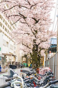 老自行车停放在街道与樱花花