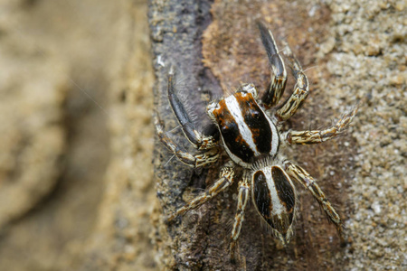 跳蛛 Plexippus paykulli 对自然背景的形象