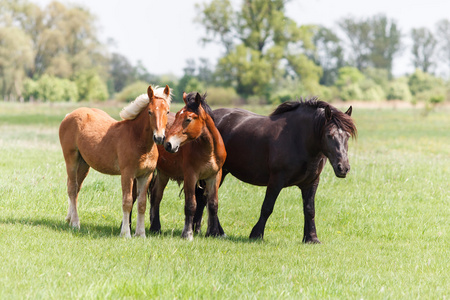三匹马在草地上