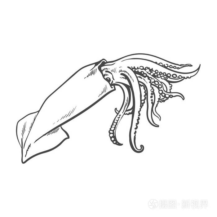 矢量孤立的素描卡通海鱿鱼