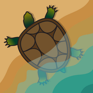龟爬出水面上了岸。矢量图像