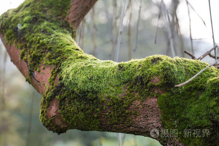 长满青苔的树干
