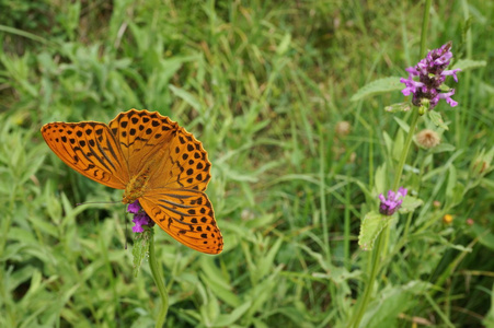 argynnis 波纹巴非蛤