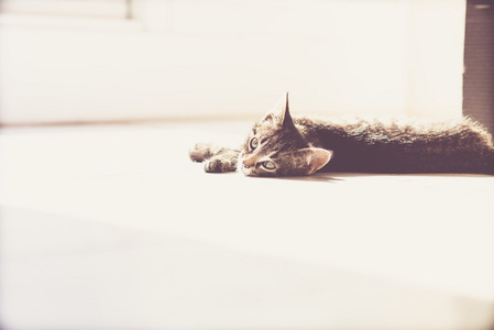 一只灰色的猫躺在地板上