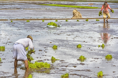 农民种植水稻