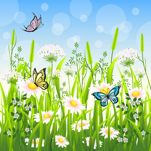 在夏天蝴蝶与花草甸