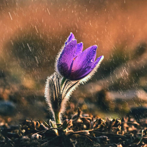 春天和春天的花在雨中。 绽放美丽的花朵