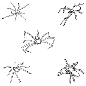 蜘蛛。手画的草图。铅笔素描
