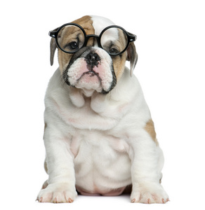 英国斗牛犬小狗戴着眼镜在白色的背狗前