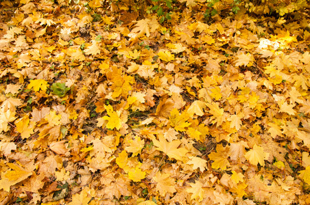 纹理的秋枫树叶子。在秋天的公园里拍照