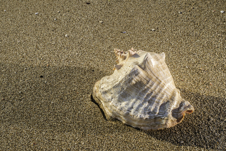 在阳光海滩上的贝壳图片