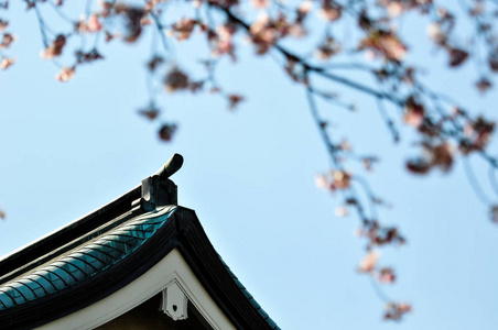 日本寺庙顶部樱花花在蓝天背景下的模糊前景