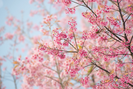 樱花花或樱花