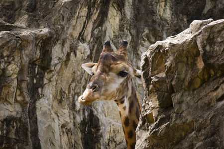 一只长颈鹿，石背景