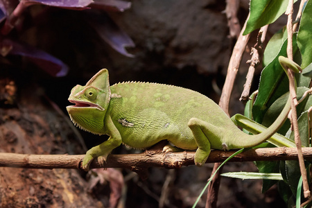 面纱变色龙Chamaeleo Calyptratus