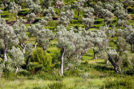 格罗夫的橄榄树在黑山的一个夏日