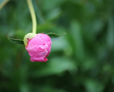 牡丹花圃乡村生活图片